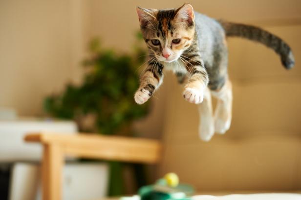 a female domestic calico cat jumping from a chair to catch the green toy.