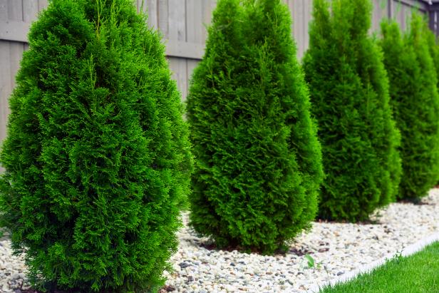 How To Care For Cypress Trees, Cypress Trees Landscape Design