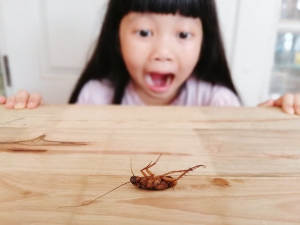 Young Girl Screaming in Reaction to Cockroach