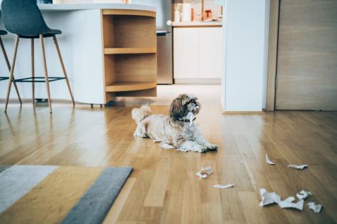 5 Tips to Calm Down a Hyperactive or Anxious Dog - GoodRx