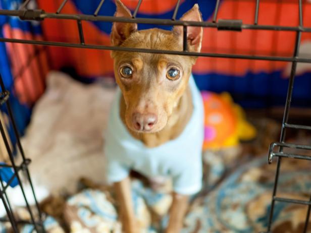 How to Calm an Anxious Dog | 8 Ways to Ease Anxiety in Dogs | HGTV - Calming Anxious Pets With A T-Touch Therapy