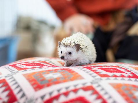 8 Things to Know Before You Get a Pet Hedgehog