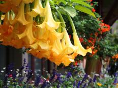 Yellow Datura Flowers