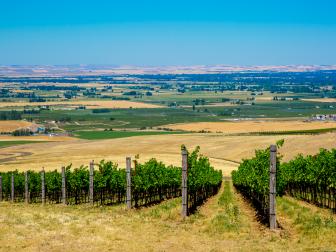"Vineyard on hillside overlooking rural landscape, Walla Walla, Washington, United States"