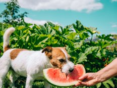 Jack russell terrier eating watermelon. Vegetarian dog in nature