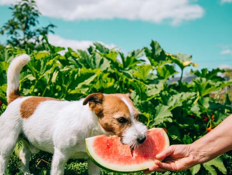 Celebrate Summer With Fruit-Inspired Pet Gear