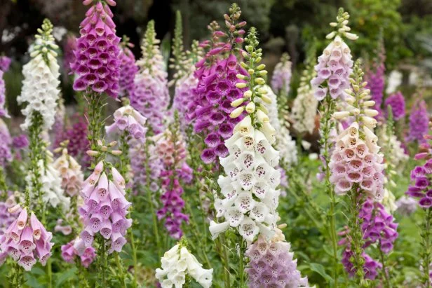 25 Plants and Fungi From Harry Potter That Are Real | HGTV