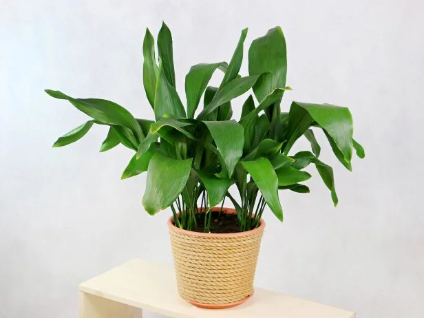 large indoor and office plant Aspidistra