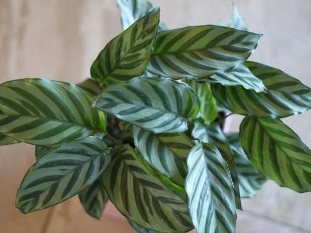 a Ctenanthe burle-marxii plant with bright striped leaves 3773