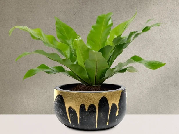 Birds Nest Fern Plant in a black pot