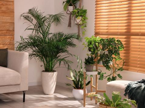 Find Your Perfect Houseplant, Based on Your Home and Lifestyle