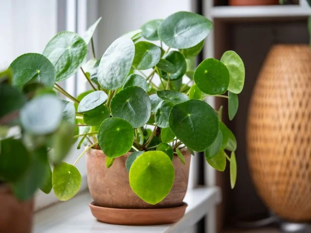 Pilea peperomioides in terracotta pot, lush bush with several potted Chinese money plant on windowsill at home. Decorative houseplant in interior of house. Indoor garden concept