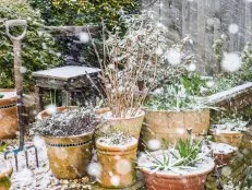 A shot of snow falling over a typical late winter garden scene.