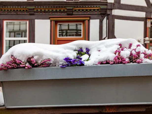 Heather and pansy violets covered with snow in a flower pot outdoors in the spring