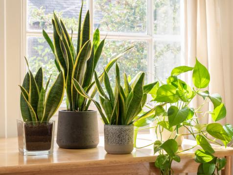 How to Care for a Snake Plant