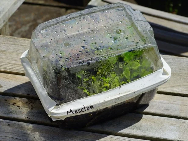 Winter sowing seeds in plastic salad containers