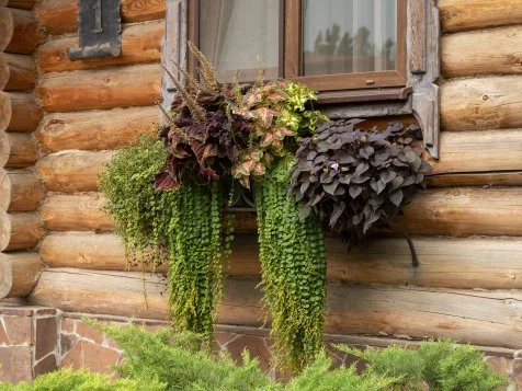 The 40 Best Window Planter Box Plants | HGTV