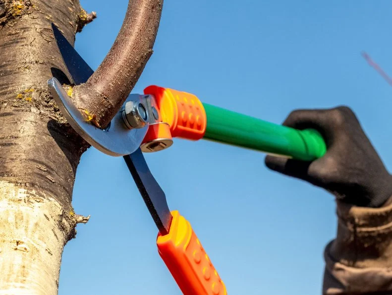 A gardener cuts tree branches with large garden shears. Pruning trees in the spring, close-up