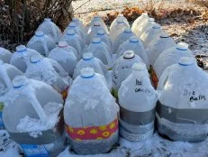 Outdoor winter seed sowing in reusable plastic jugs, they work like little greenhouses and withstand the snow and low temperatures while providing cold stratification for seeds.