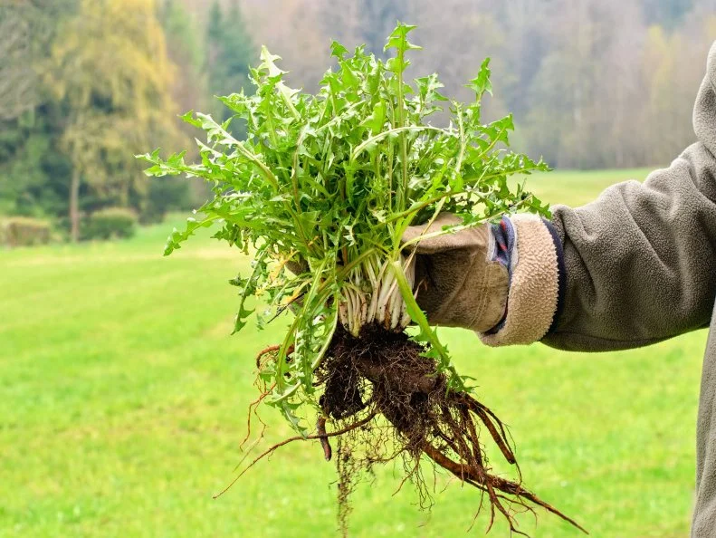 Gardeners hand holding a weed bunch, dandelion plant with large roots system.