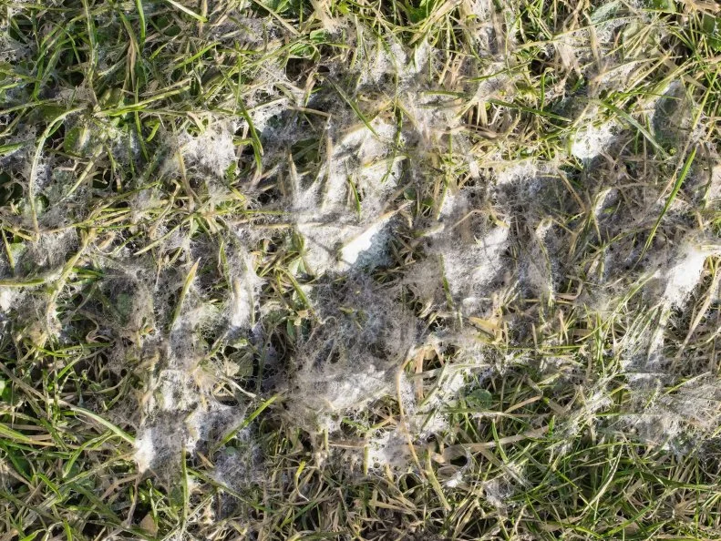 Snow mold in the grass, plant dissease. Gray snow mold (also called Typhula blight) is caused by Typhula spp., while pink snow mold (also called Fusarium patch) is caused by Microdochium nivalis. 