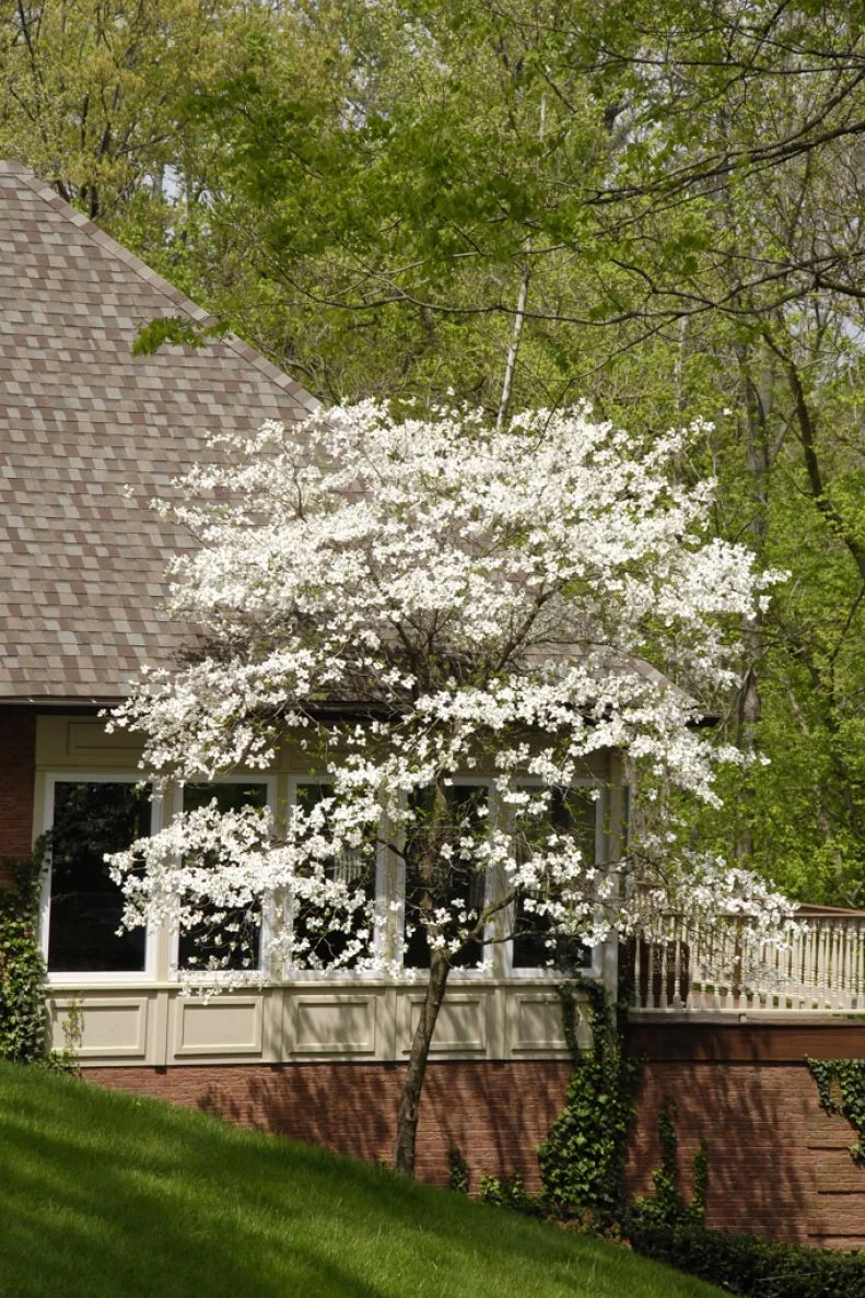 ST. CHARLES, UNITED STATES - Dec 23, 0208: House with white dogwood tree in bloom in springtime in Missouri