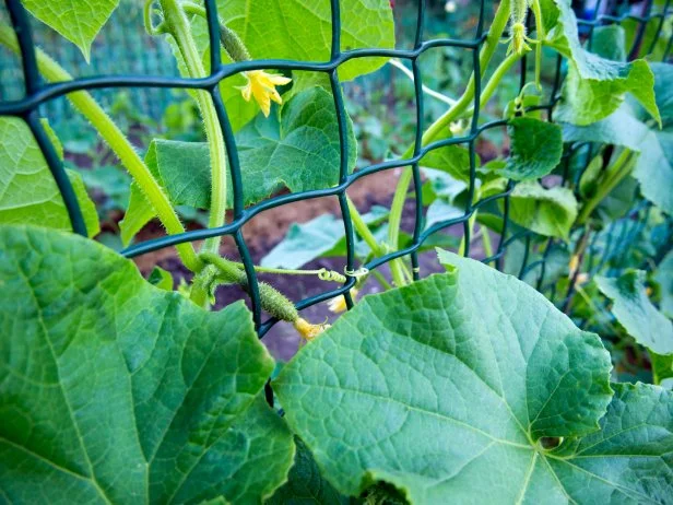 Cucumber plant vines climbing garden fence with yellow flowers