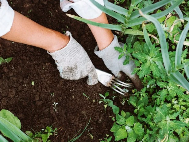 Gloved hands using small rake to weed garden soil