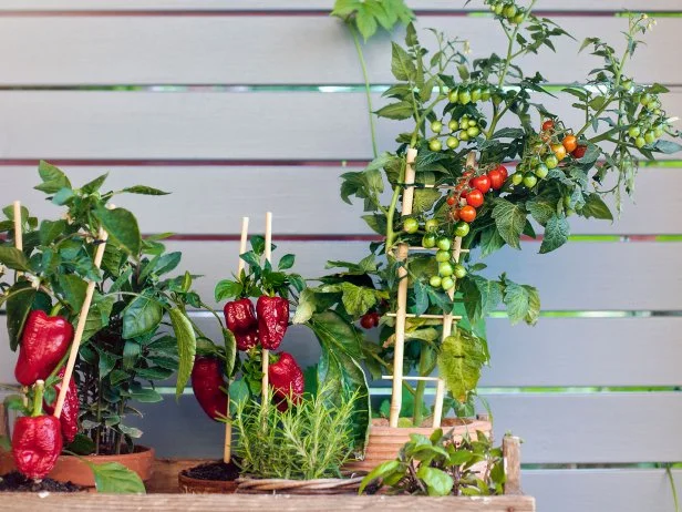 Potted chili peppers and cherry tomatoes growing on small patio