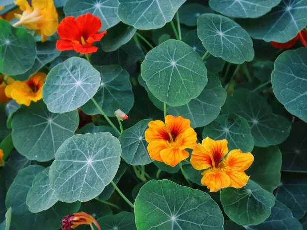 Bright nasturtium flowers with round green leaves in garden