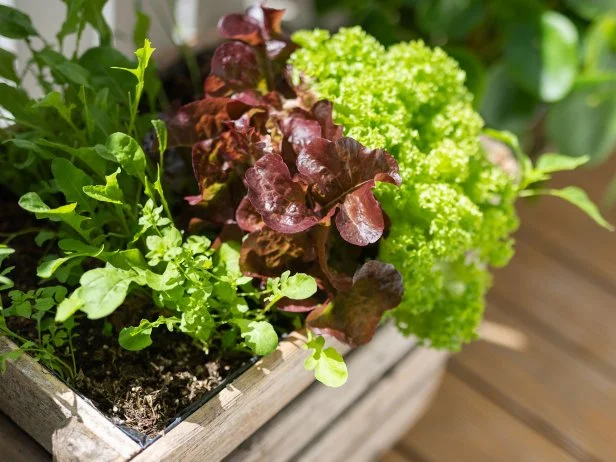 Mixed leafy greens growing in wooden planter on sunny balcony