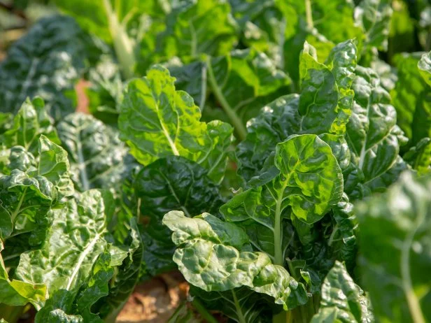 Close-up of fresh green spinach leaves growing in garden