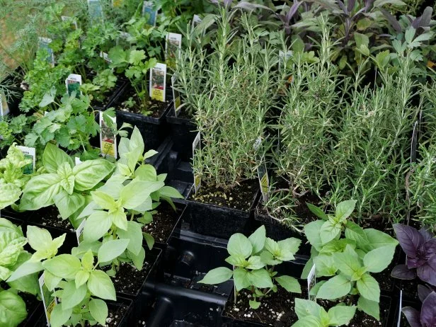 Assorted potted herbs including basil, rosemary, and parsley seedlings