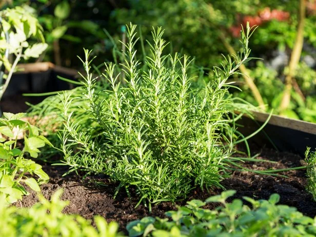 Healthy rosemary plant growing in sunlit raised garden bed