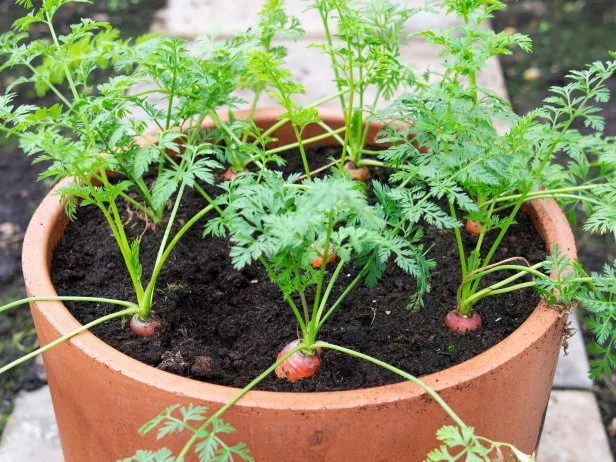 Carrots growing in large pot with leafy green tops