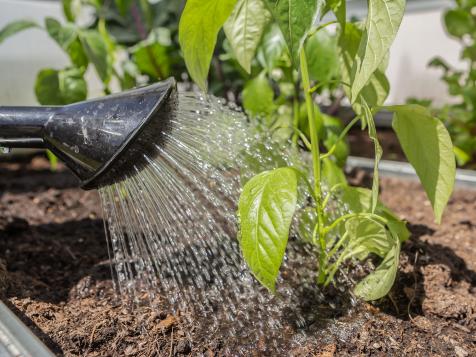 Historic Droughts and a Scorching Summer Forecast Are Underway. Is Your Garden Ready?
