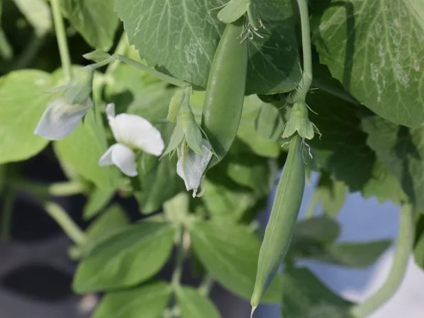 Close-up of green pea pods growing with white blossoms