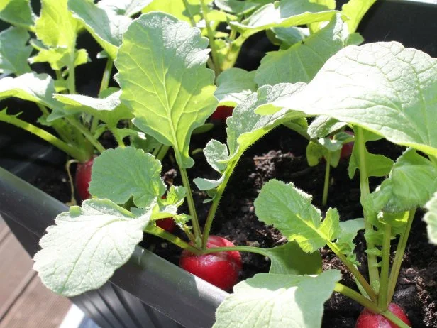 Red radishes growing in planter with green leafy tops