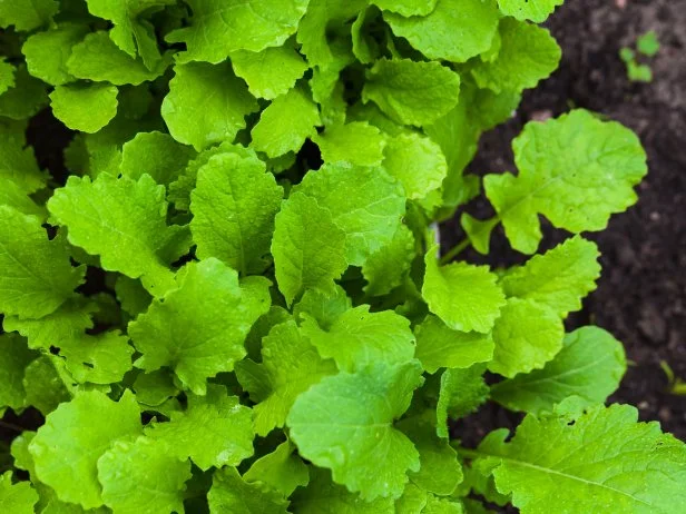 Bright green mustard greens growing densely in garden soil