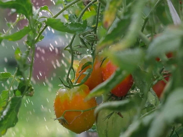 Ripe and unripe tomatoes on vine during garden watering
