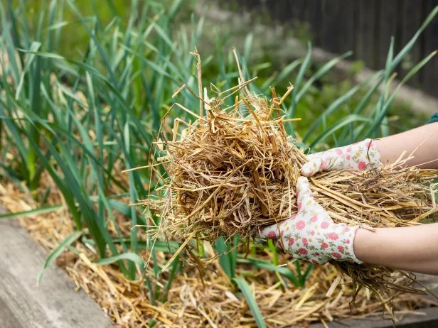 Gloved hands holding straw mulch over vegetable garden bed