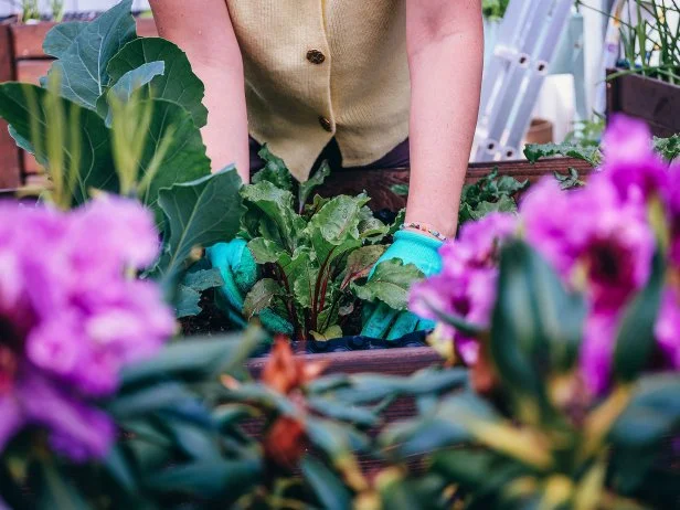Person planting leafy greens in raised garden bed with gloves