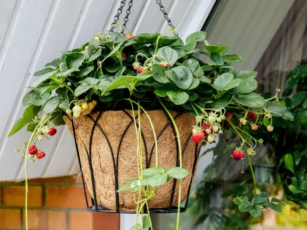 Hanging basket with ripe and unripe strawberries on balcony