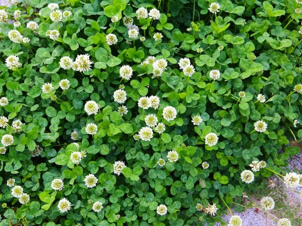 White clover flowers blooming among dense green clover leaves