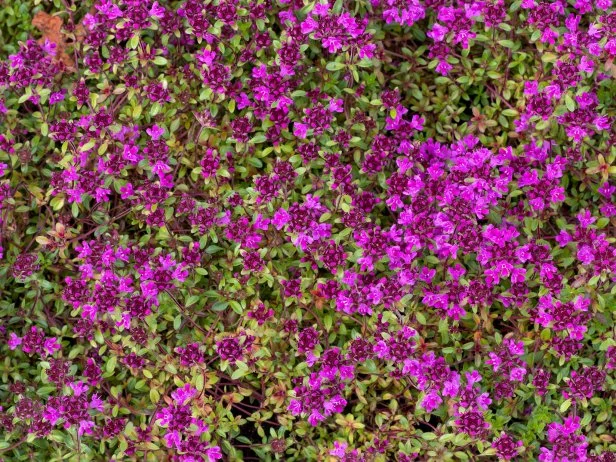 Close-up of red creeping thyme in bloom, forming a dense ground cover with small purple-pink flowers and green foliage.