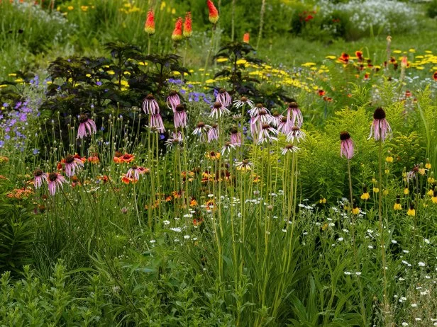 Colorful wildflower garden with blooming coneflowers and vibrant summer plants