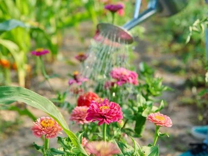 15 Annual Flowers You Still Have Time to Grow From Seeds