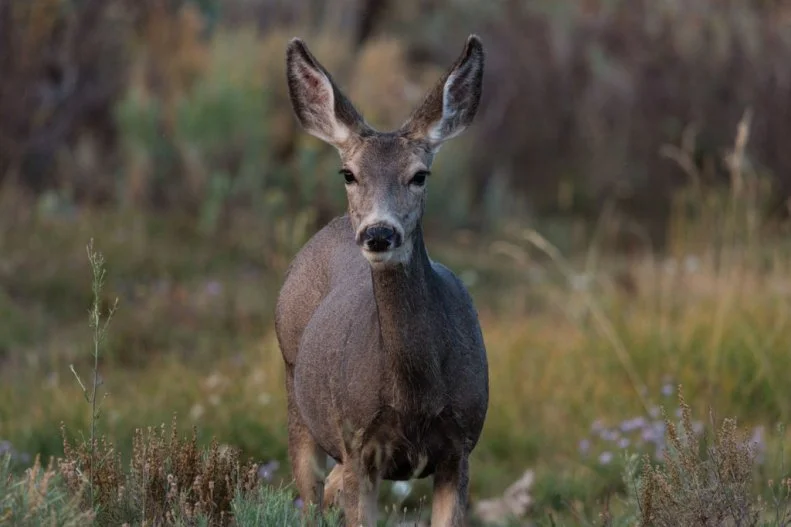 A female mule deer or doe in sagebrush in a valley in Idaho.. (Photo by: Jon G. Fuller/VWPics/Universal Images Group via Getty Images)