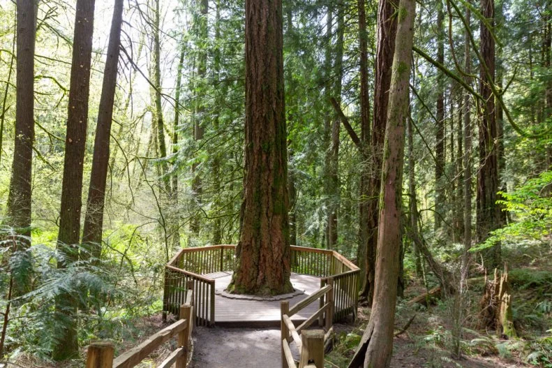 April 4th, 2024 - Portland, Oregon, USA: Wooden platform build around a large tree at the Hoyt Arboretum in Portland, Oregon