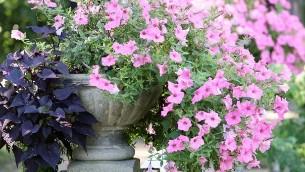 14 Cascading Flowers That Will Instantly Upgrade Your Container Garden